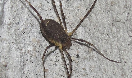 Oligolophus tridens, femmina (Phalangiidae)